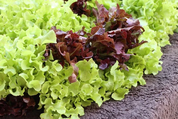 Органический салат на рынке — стоковое фото