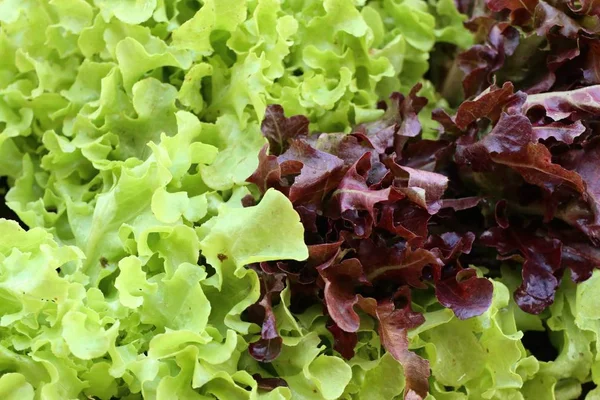 Organický salát na trhu — Stock fotografie