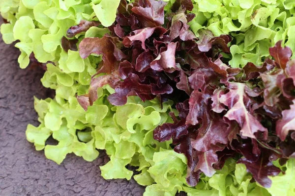 Органический салат на рынке — стоковое фото