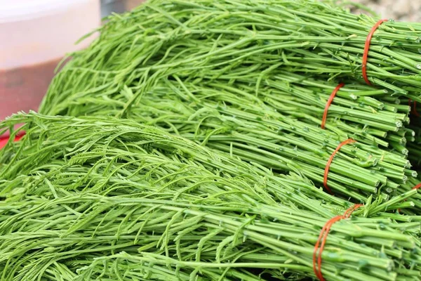 Akasya pennata Market