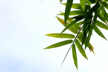 bambu yaprakları doğada