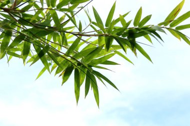 bambu yaprakları doğada