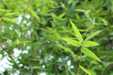 bambu yaprakları doğada