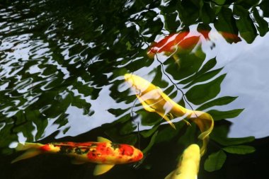 Doğada süslü sazan