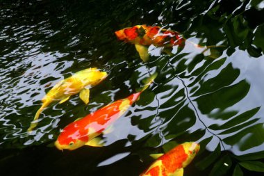 Doğada süslü sazan