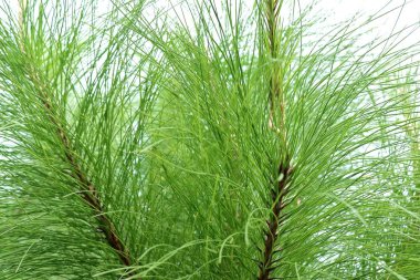 çam ağacı doğada