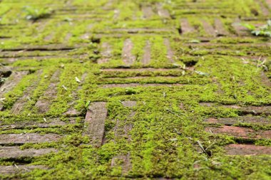 Yeşil yosun tuğla arka plan