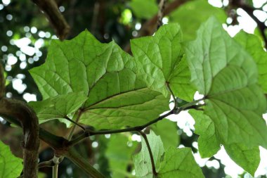 Doğada Yeşil Yapraklar