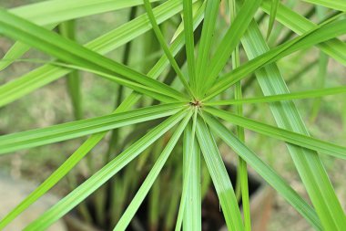 doğada çimen çiçekler