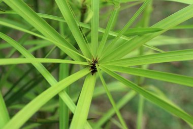 doğada çimen çiçekler