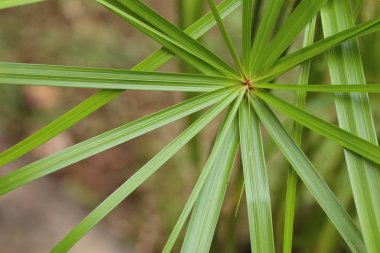 doğada çimen çiçekler