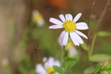 papatya çiçek alan doğada