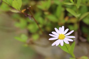 papatya çiçek alan doğada