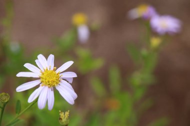papatya çiçek alan doğada