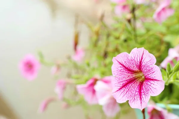 Petunia цветы в природе — стоковое фото
