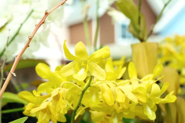 Orkidéer i naturen — Stockfoto