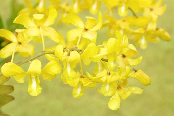 Orkidéer i naturen — Stockfoto