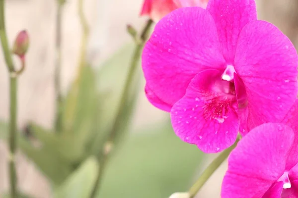 Orchidées dans la nature — Photo