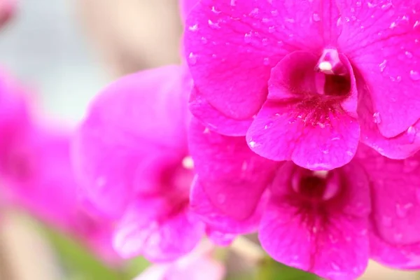 Orquídeas en la naturaleza — Foto de Stock