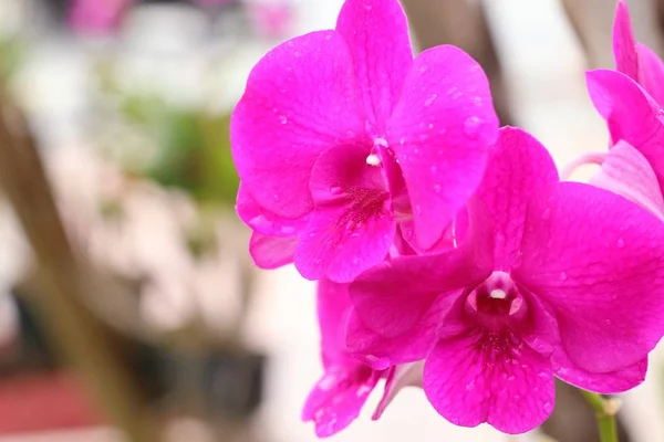 Orkide doğa — Stok fotoğraf