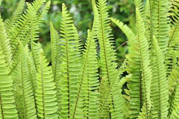 Yeşil doğa eğreltiotu