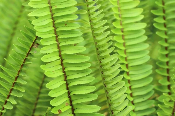 Samambaia verde na natureza — Fotografia de Stock