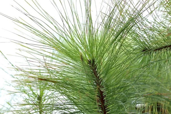 Pine tree in the nature — Stock Photo, Image