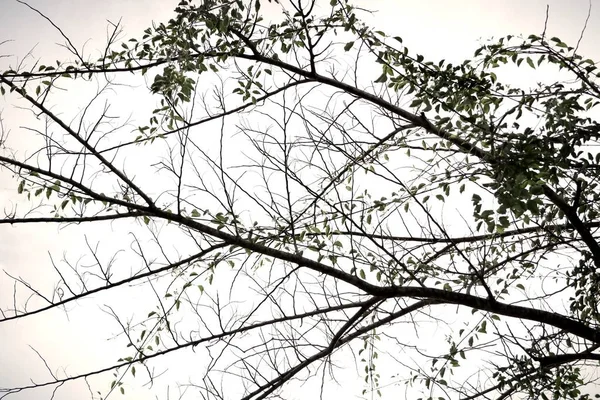 Doğada kuru ağaç — Stok fotoğraf