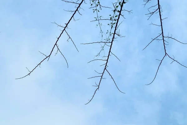 Сухое дерево в природе — стоковое фото