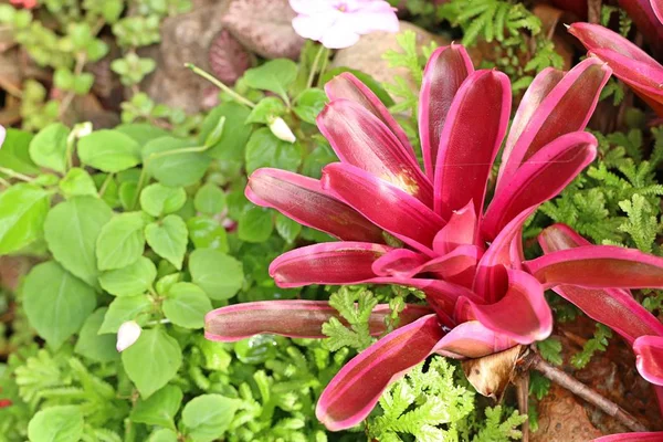 Doğada bromeliad — Stok fotoğraf