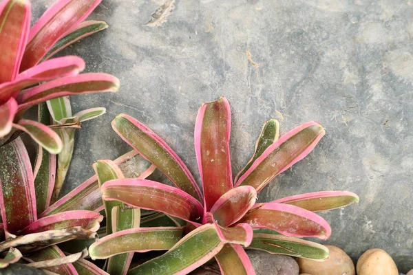 Bromeliad  in the nature — Stock Photo, Image