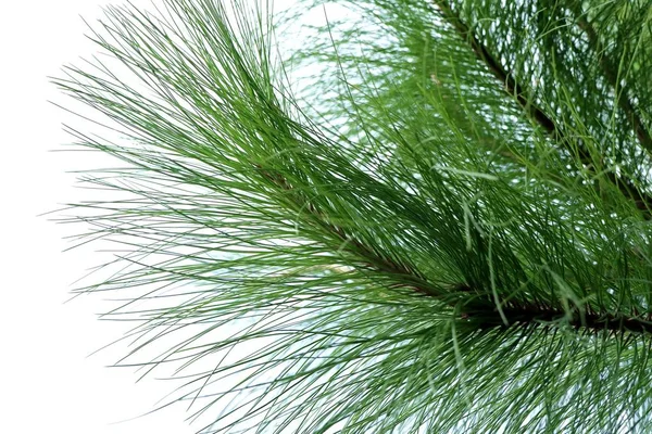 Pine tree in nature — Stock Photo, Image