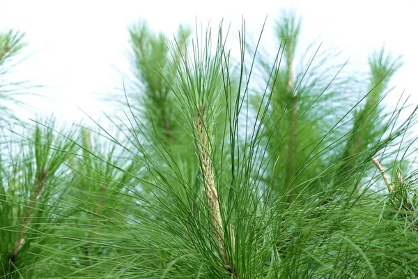 Naaldboom in de natuur — Stockfoto