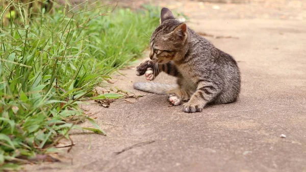 大自然中的猫 — 图库照片