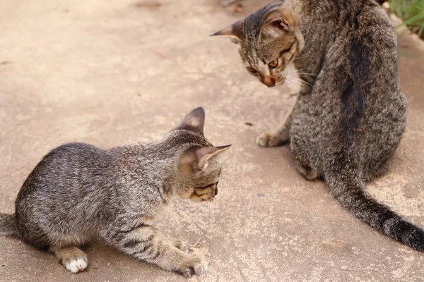 自然界の猫 — ストック写真