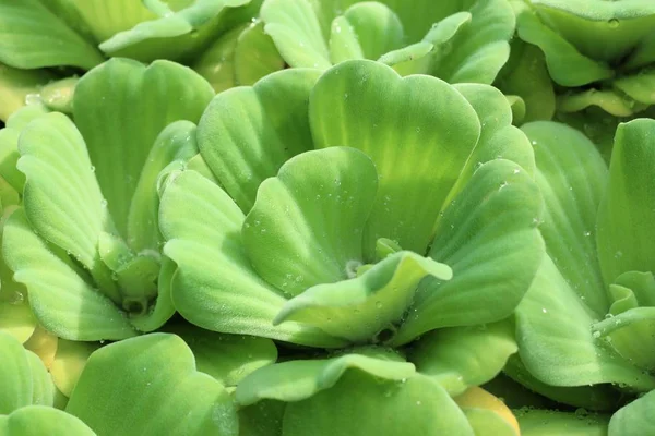 Water lettuce in nature — Stock Photo, Image