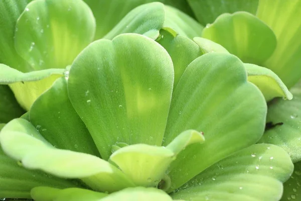 Water lettuce in nature — Stock Photo, Image