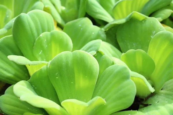 Water lettuce in nature — Stock Photo, Image