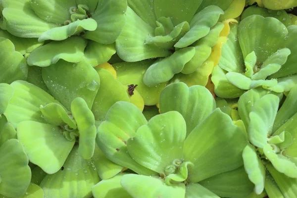 Lechuga de agua en la naturaleza — Foto de Stock