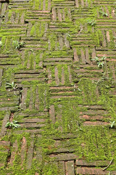 Green moss brick background — Stock Photo, Image