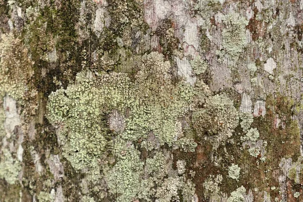 나무껍질 배경 질감 — 스톡 사진
