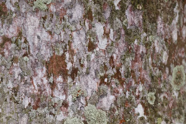 Arbre écorce texture de fond — Photo