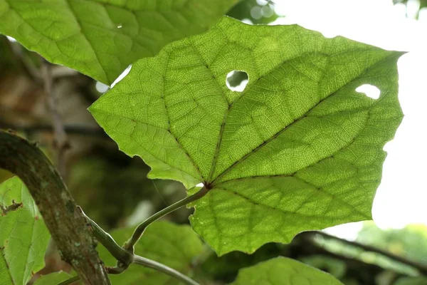 Groene bladeren in de natuur — Stockfoto