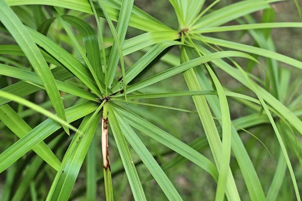 Gras bloemen in de natuur — Stockfoto