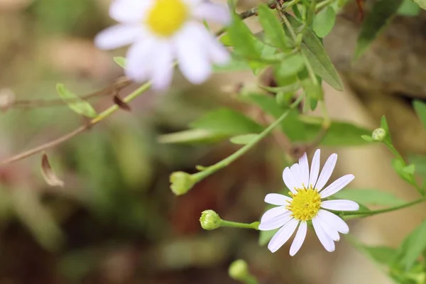 Daisy blomma fältet i naturen — Stockfoto