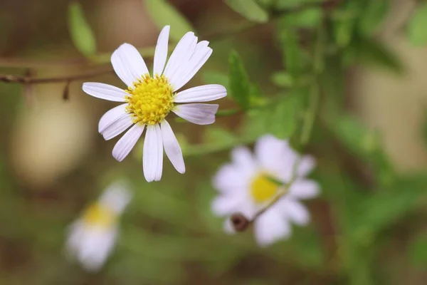 Daisy flower veld in de natuur — Stockfoto