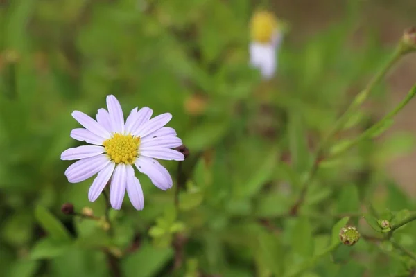 Daisy flower veld in de natuur — Stockfoto