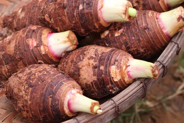 Organiska taro på gata mat — Stockfoto