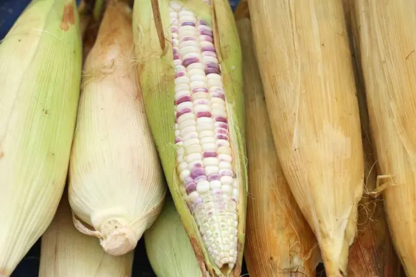 在街头食品玉米 — 图库照片