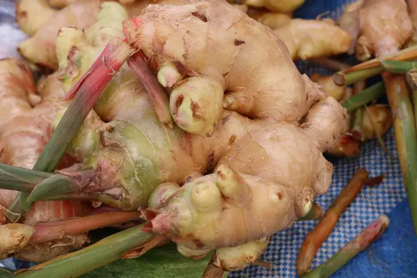 Galangal at the market — Stock Photo, Image